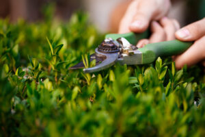 garden care